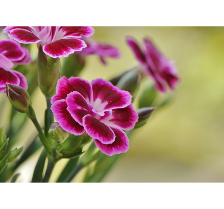 Fototapeta mak kvetinová radosť - Tenstickers