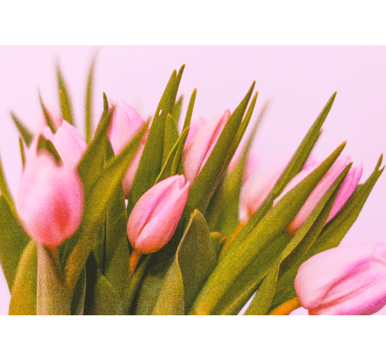Fototapeta mak ružové tulipány v plnom kvete - Tenstickers