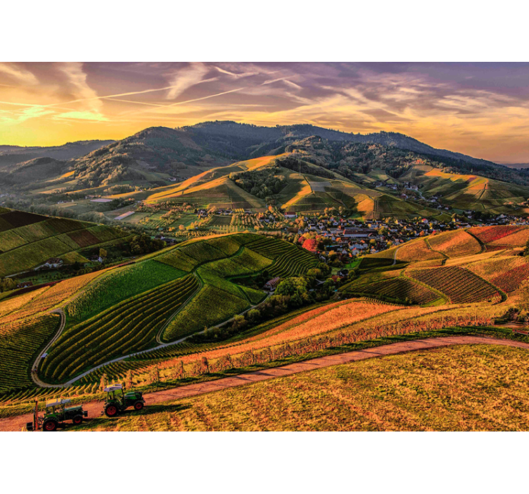 krajinka fototapety svieži výhľad na vinice - Tenstickers