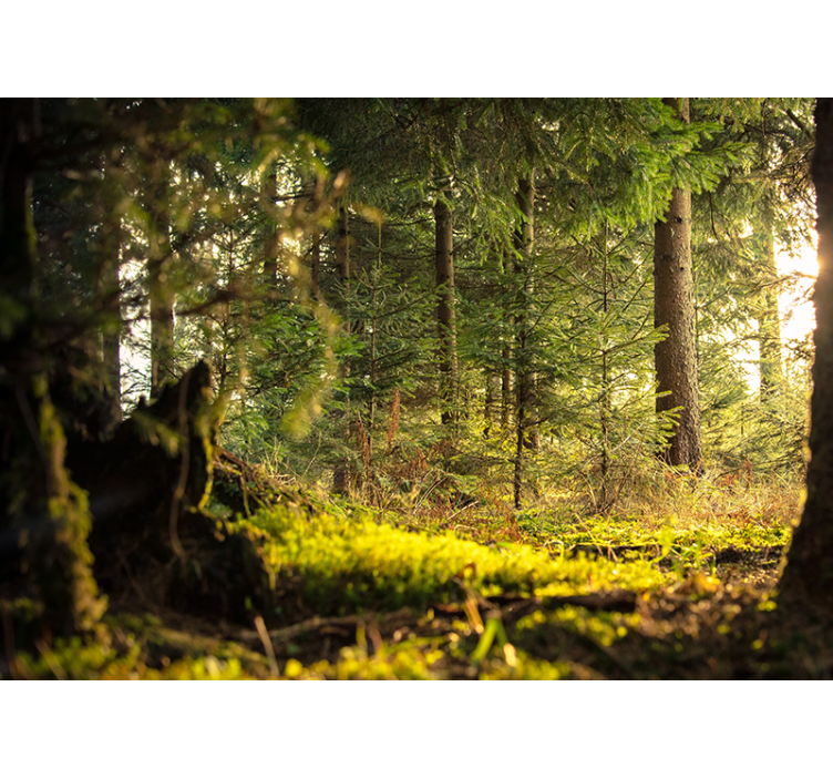 Zelené lesné stromy slnečný svit príroda fototapeta - Tenstickers