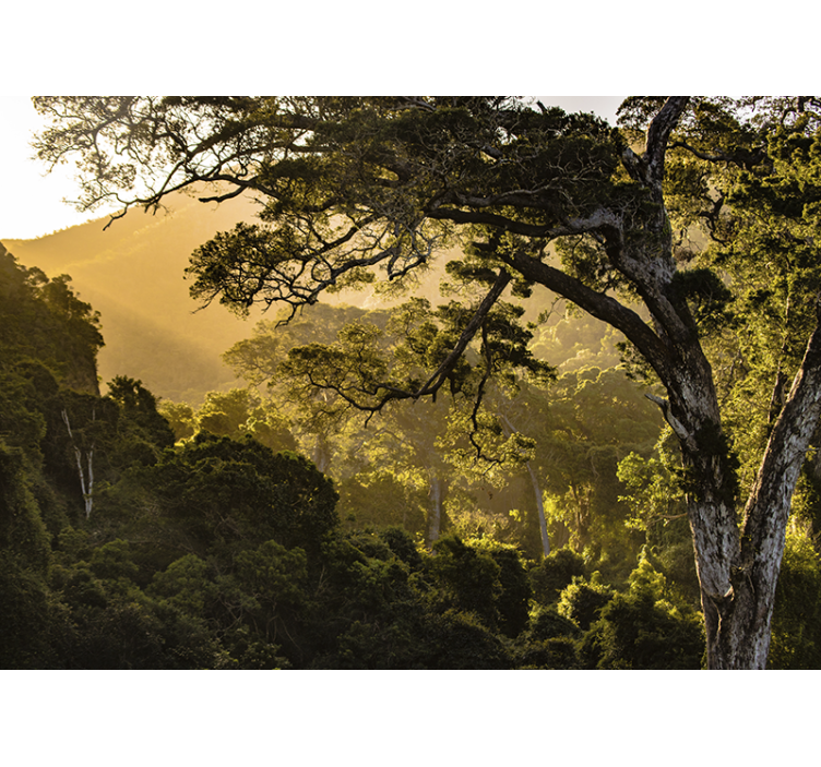 Fototapety na stenu priroda zelené lesné scenérie - Tenstickers