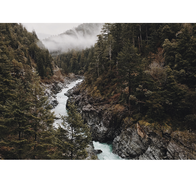 Mokrá hmla so stromami lesná fototapeta - Tenstickers