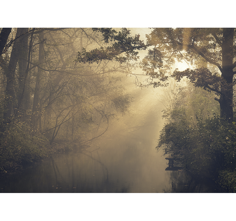 Fototapeta slnečný svit v lese - Tenstickers