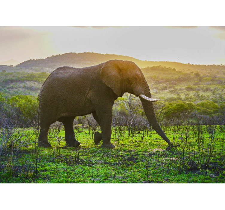 Fototapety so zvieratami majestátna scéna slona - Tenstickers