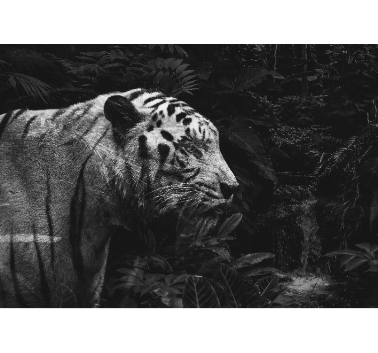 fototapety so zvieratami majestátny biely tiger - Tenstickers