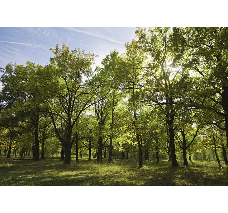 Fototapety na stenu priroda Živá listnatá scenéria - Tenstickers