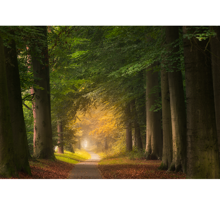 Fototapety na stenu priroda lesná cesta - Tenstickers