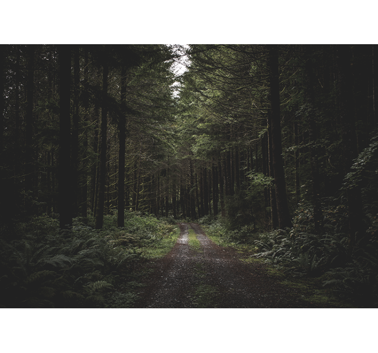 Fototapety na stenu priroda zelený lesný chodník - Tenstickers