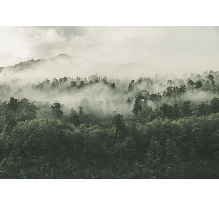 Fototapety na stenu les hmla nad lesom - Tenstickers