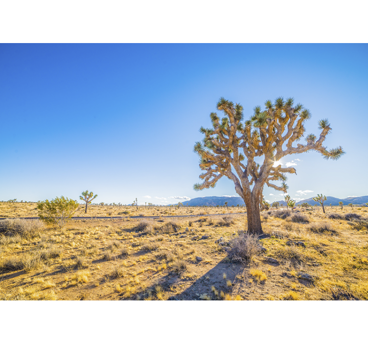 Fototapety hory krajina joshua tree - Tenstickers