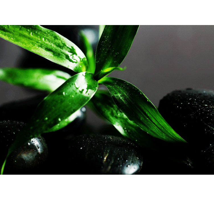 Fototapety na stenu priroda textúra čerstvých listov - Tenstickers