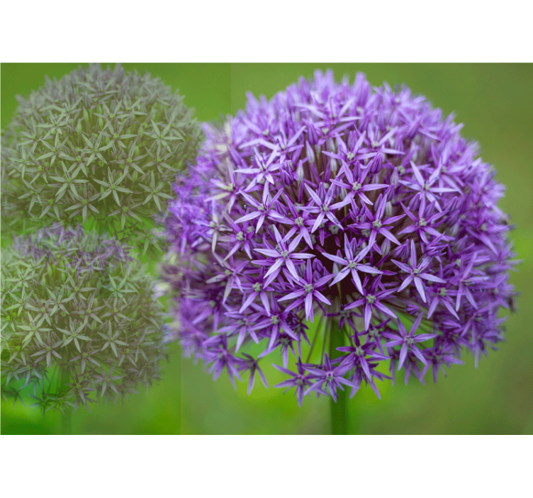 Fototapeta mak fialové kvetinové usporiadanie - Tenstickers