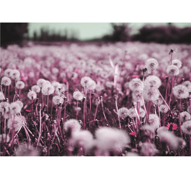 fototapeta pupava scéna fialového poľa - Tenstickers