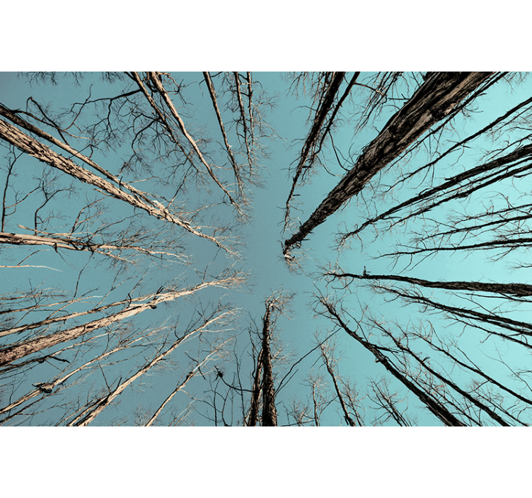 Fototapeta stromy siahajúce k nebu - Tenstickers