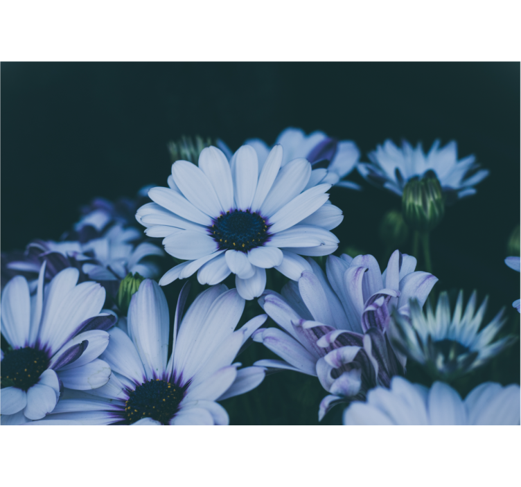 Fototapeta kvety pokojné kvetinové usporiadanie - Tenstickers