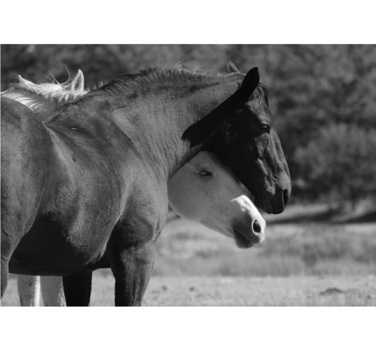 Fototapety so zvieratami koňské priateľstvo - Tenstickers