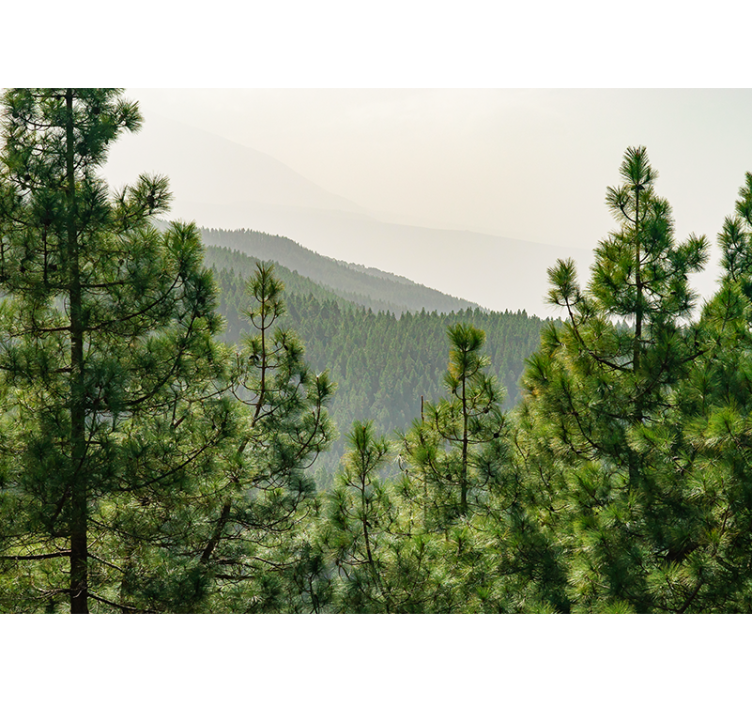 Koruny stromov zhora lesná nástenná fototapeta - Tenstickers