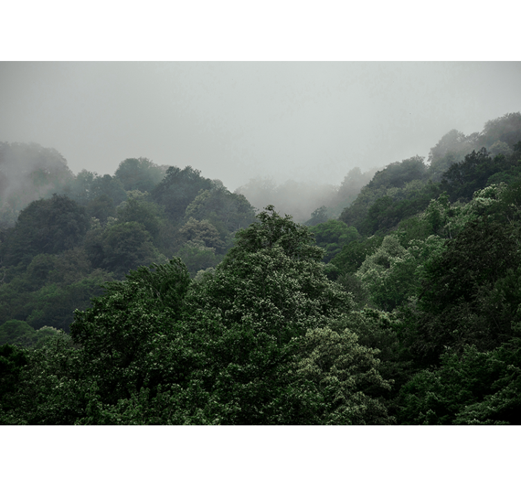 fototapety na stenu les zahmlená krajina - Tenstickers