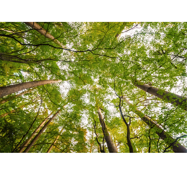 Nástenná fototapeta vysoký strom les - Tenstickers