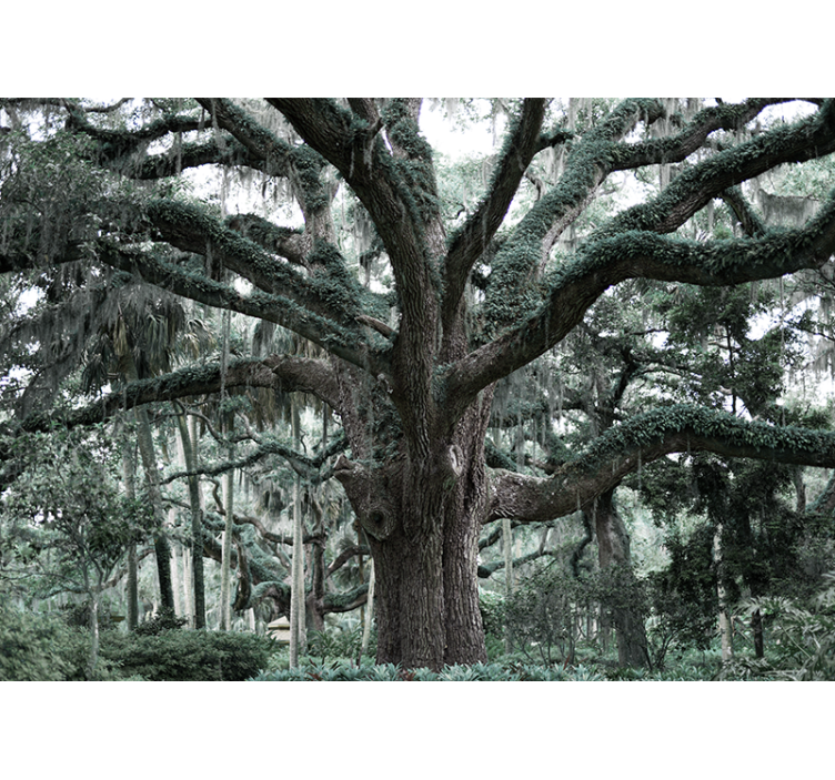 fototapeta stromy majestátne dubové konáre - Tenstickers