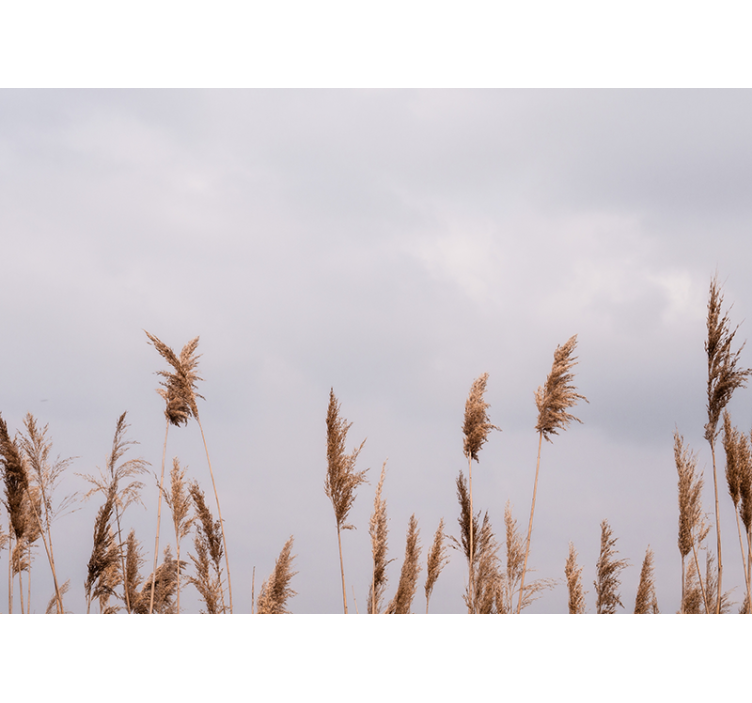 Fototapeta stromy siluety vysokých tráv - Tenstickers