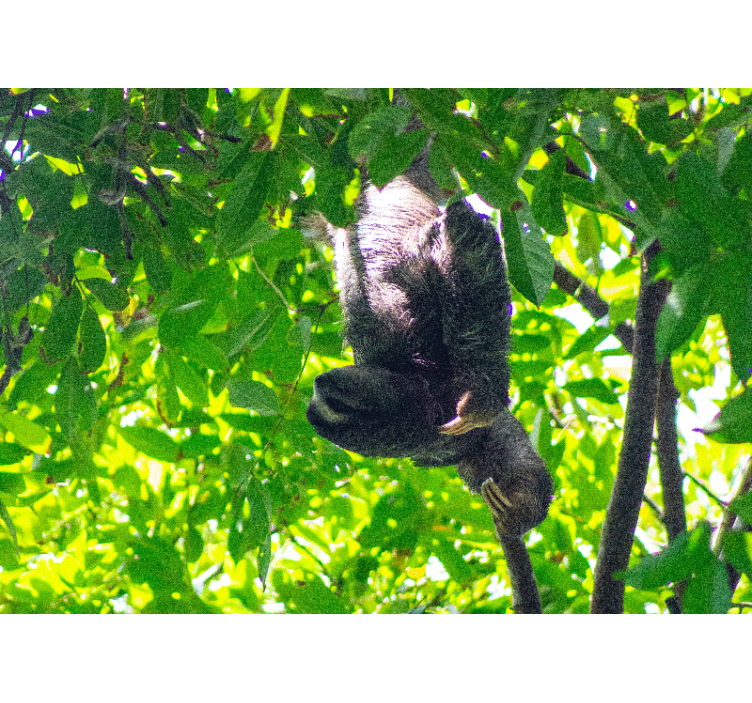 Fototapety so zvieratami lenivci na zelených konároch - Tenstickers