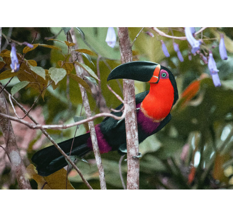 Fototapety so zvieratami farebný zobák tukana - Tenstickers