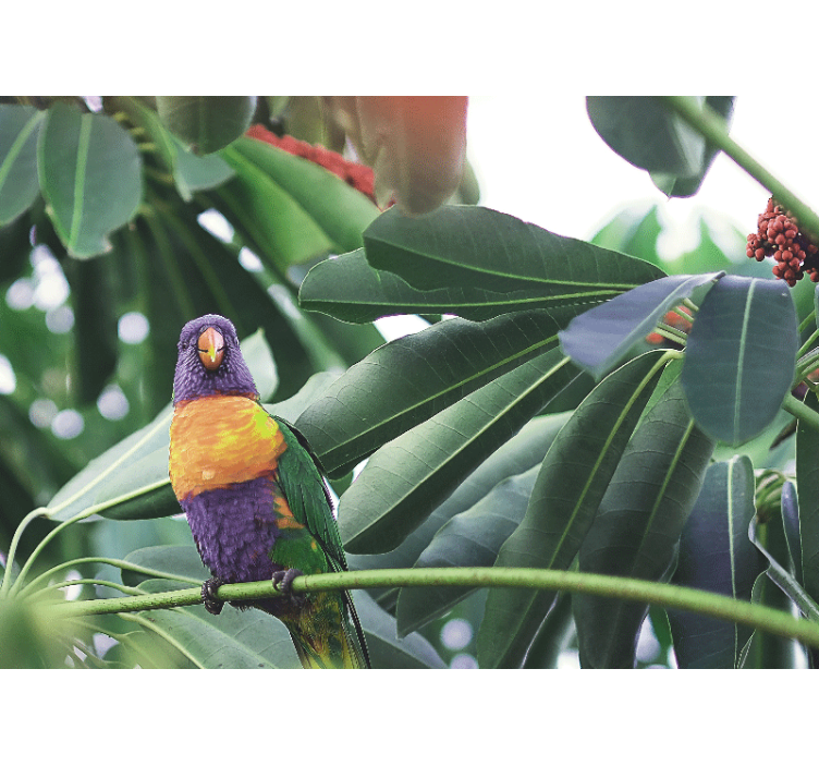 Fototapety so zvieratami farebný papagáj na vetve - Tenstickers