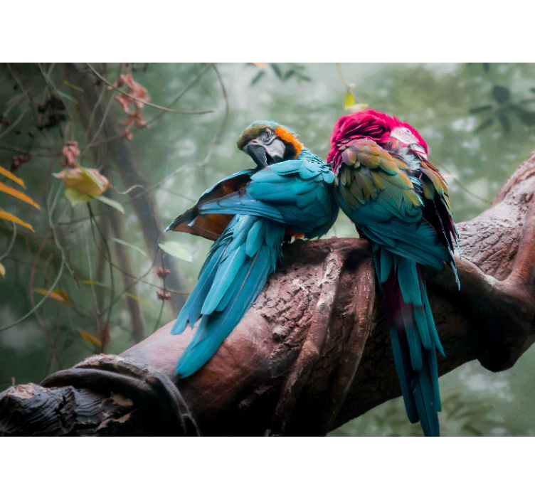 Fototapety so zvieratami farebné papagáje v objatí - Tenstickers