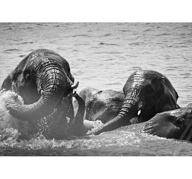 Fototapety so zvieratami slony v tekutine - Tenstickers