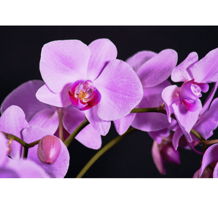 Fototapeta orchidea pôvabné kvety orchideí - Tenstickers