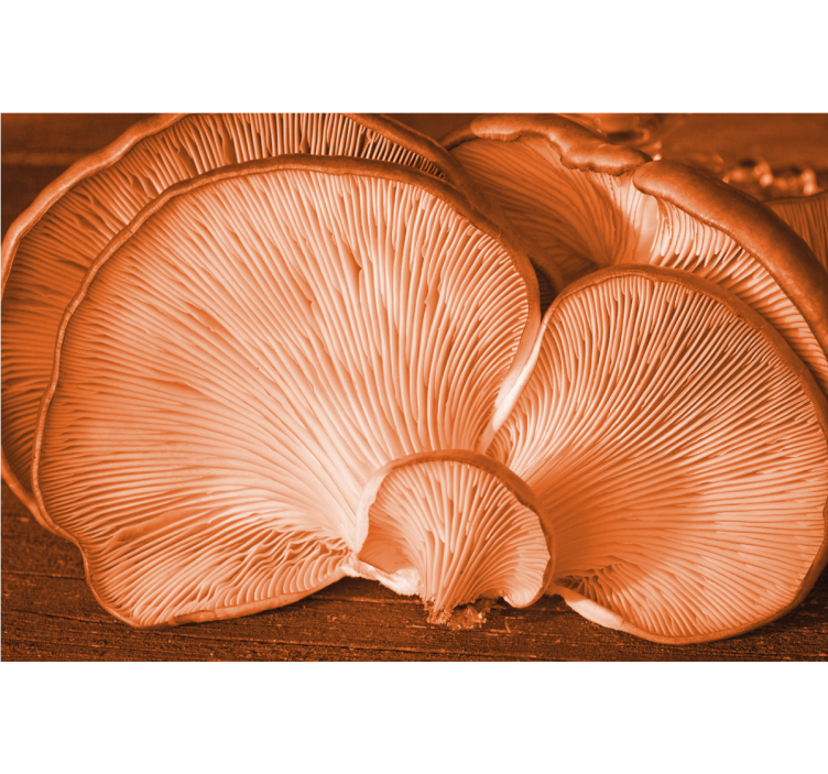 Fototapeta kvety zobrazenie hubovej textúry - Tenstickers