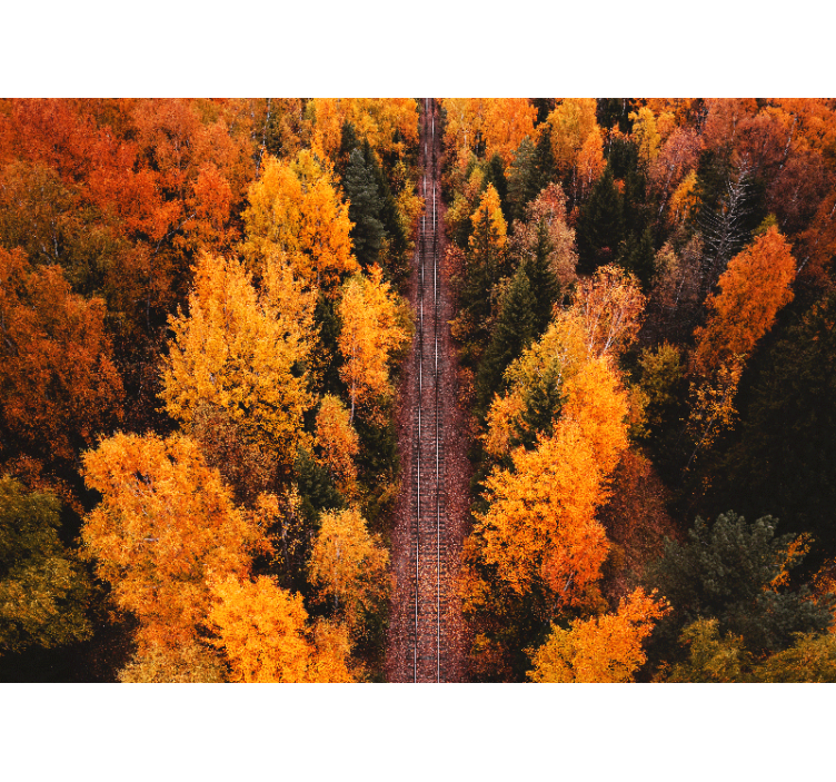 Fototapeta lesné stromy - Tenstickers