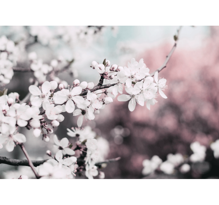 Fototapeta kvety kvetúca vetva sakury - Tenstickers