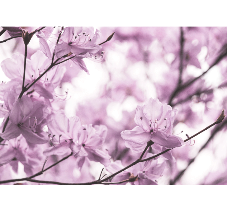 fototapeta kvety jemné ružové kvietky - Tenstickers