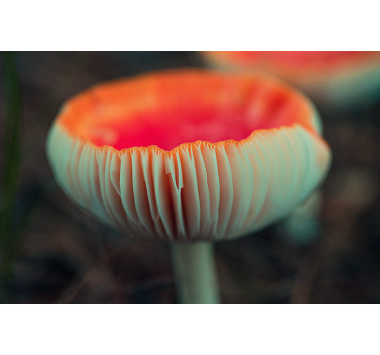 Fototapeta mak elegantný kvet maku - Tenstickers