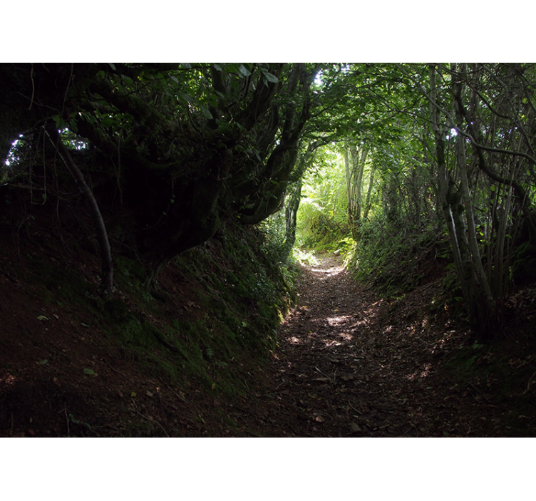 Lesný tunel príroda strom nástenná fototapeta - Tenstickers