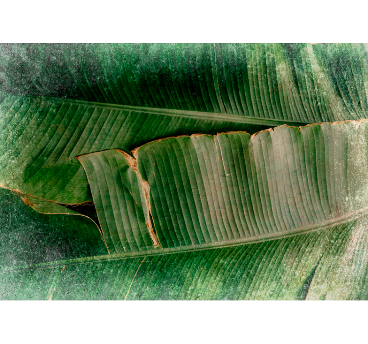 Fototapeta zelené banánové listy vzor príroda - Tenstickers