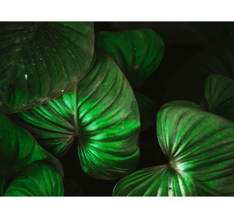 Fototapety na stenu priroda Živé zelené listy - Tenstickers