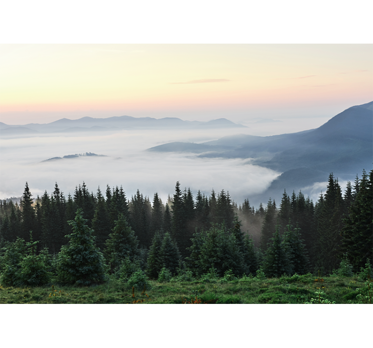 Fototapeta les s výhľadom na slnko príroda - Tenstickers