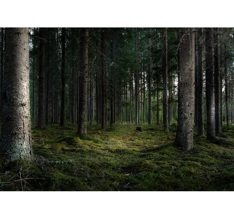 fototapety na stenu les pokojná krajina - Tenstickers