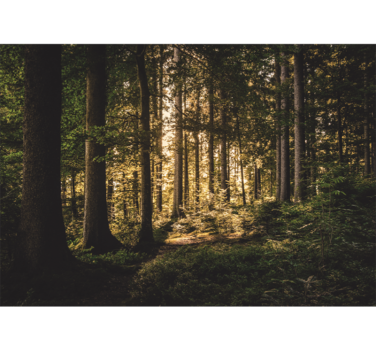 Fototapety na stenu les jasná lesná cesta - Tenstickers