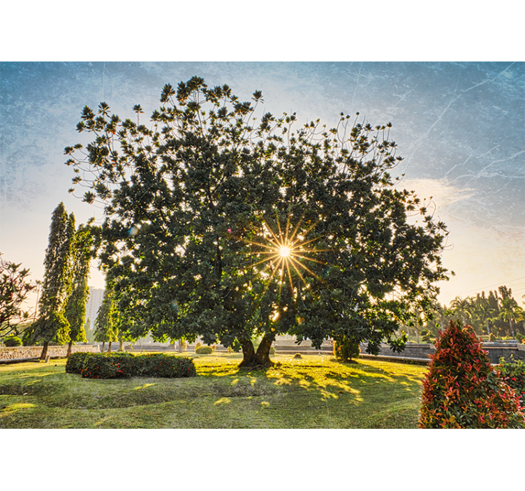 Fototapety na stenu priroda slnečný pohľad na stromy - Tenstickers