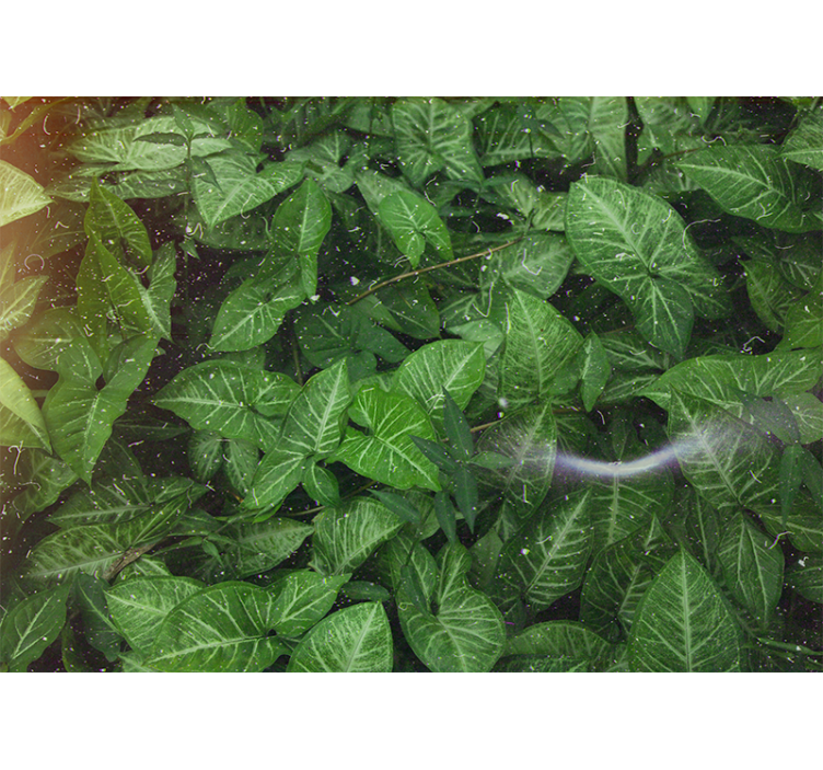 Fototapety na stenu priroda Živá kompozícia listov - Tenstickers