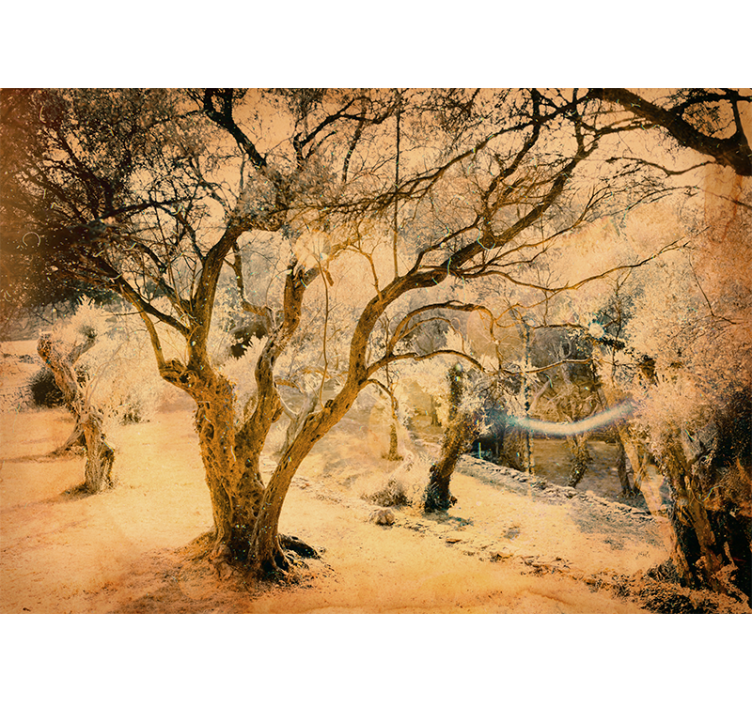 Detailná nástenná fototapeta olivovníka - Tenstickers