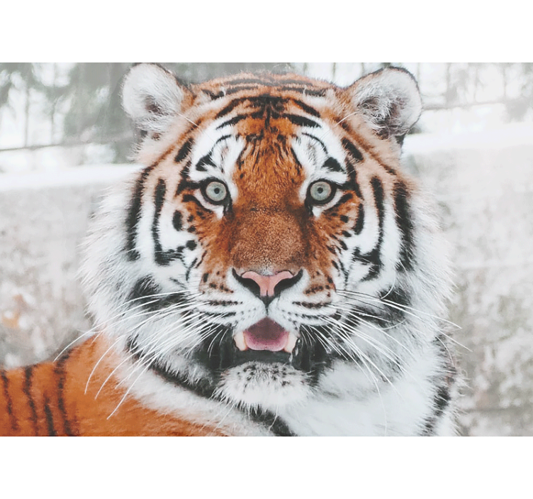 Fototapety so zvieratami kráľovský tiger - Tenstickers