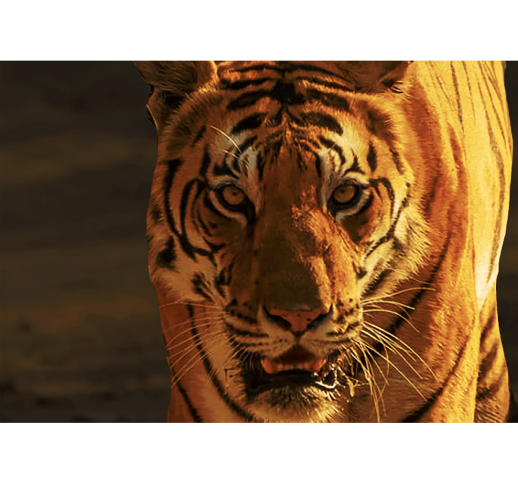 Fototapeta lev majestátne pohľady tigra - Tenstickers