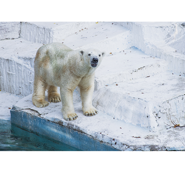 Fototapety so zvieratami polárny medveď v postoji - Tenstickers