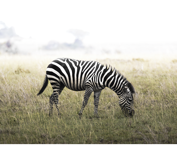 Fototapety so zvieratami zebra pokojne pasúca sa - Tenstickers