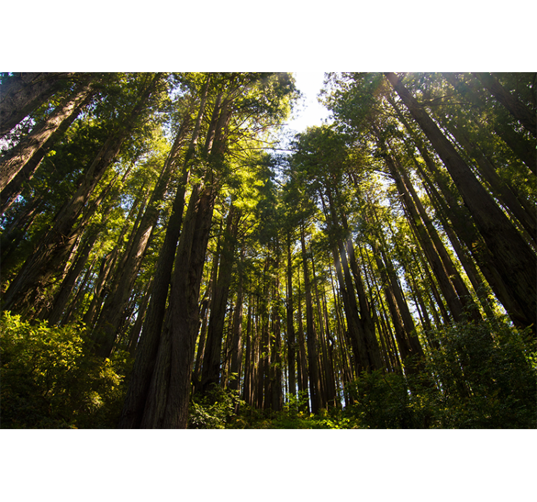 fototapety na stenu les vysoké stromy - Tenstickers